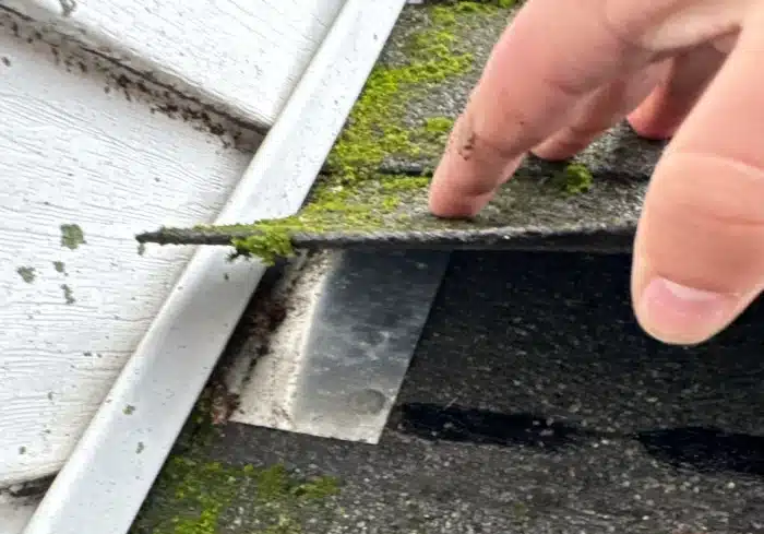 Close-up of moss growth under shingles, highlighting the importance of regular roof inspection services for maintenance.